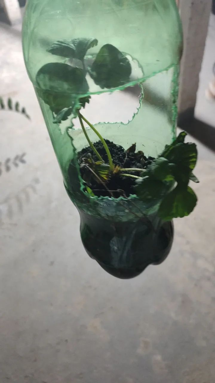 VENDA DE MUDAS - MORANGO & TEMPEROS - Foto 3