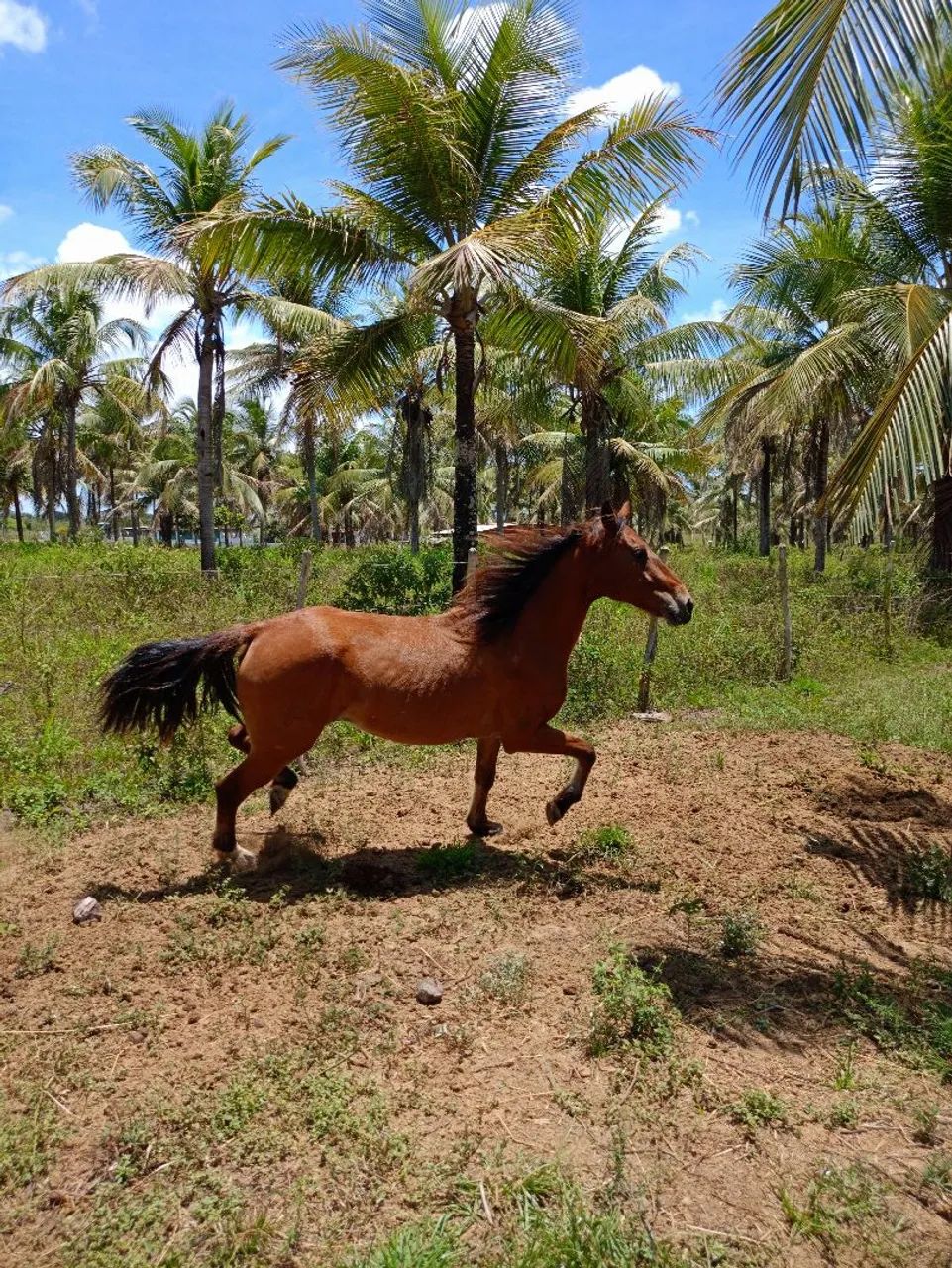 Potra dócil mestiça de quarto de milha  - Foto 4
