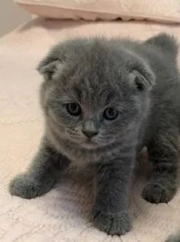 Scottish Fold Filhote na Cor Cinza - Foto 2