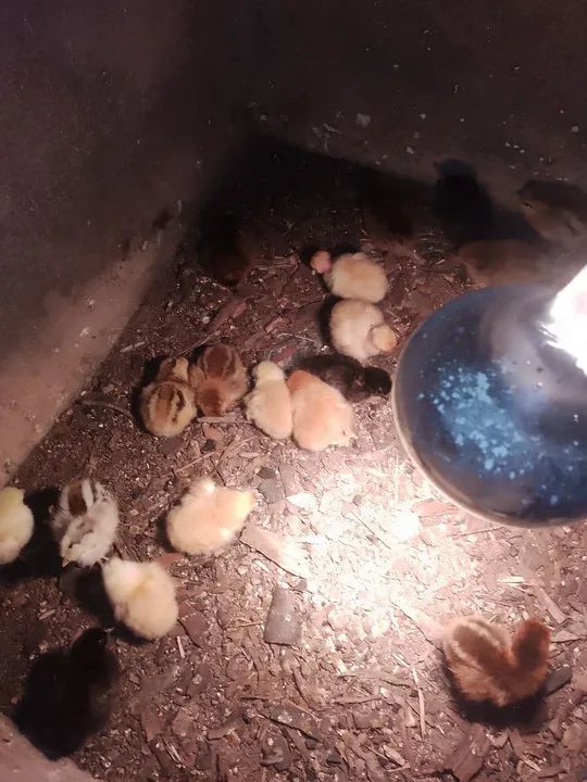 Vendo pintinho paraíso pedrês  - Foto 4