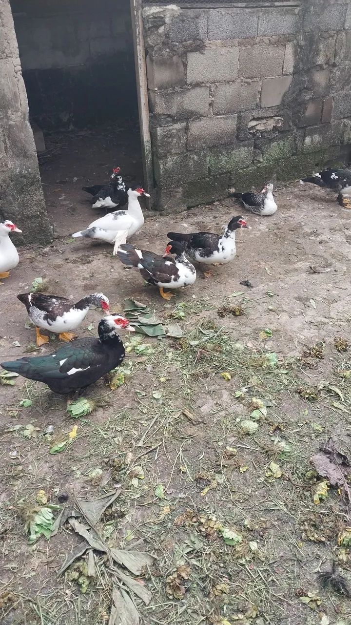 Vendo PATOS E PATAS - Foto 2