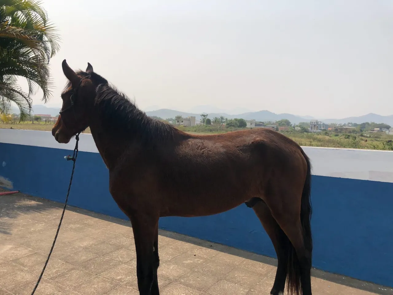 Cavalo para venda