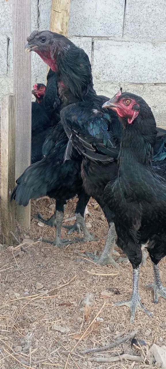 Ovos férteis de índio gigante urubu