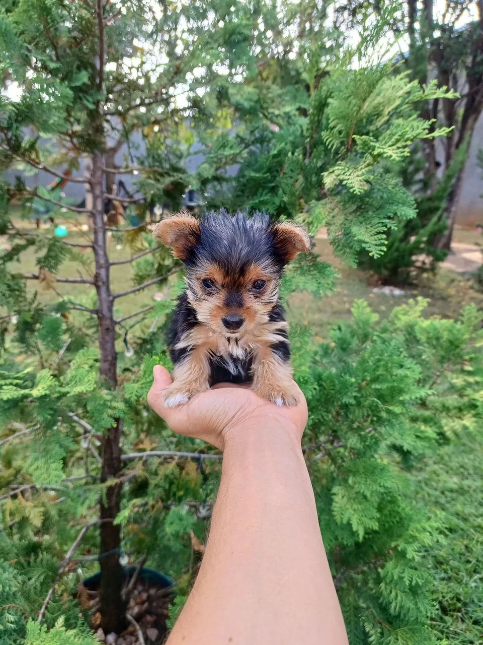 Filhotes de Yorkshire Terrier Micro - Uma fofura! Fêmea e Macho