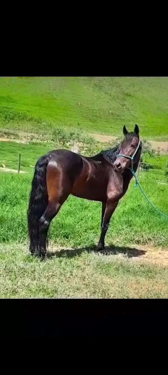 Marcha batida 6 anos 