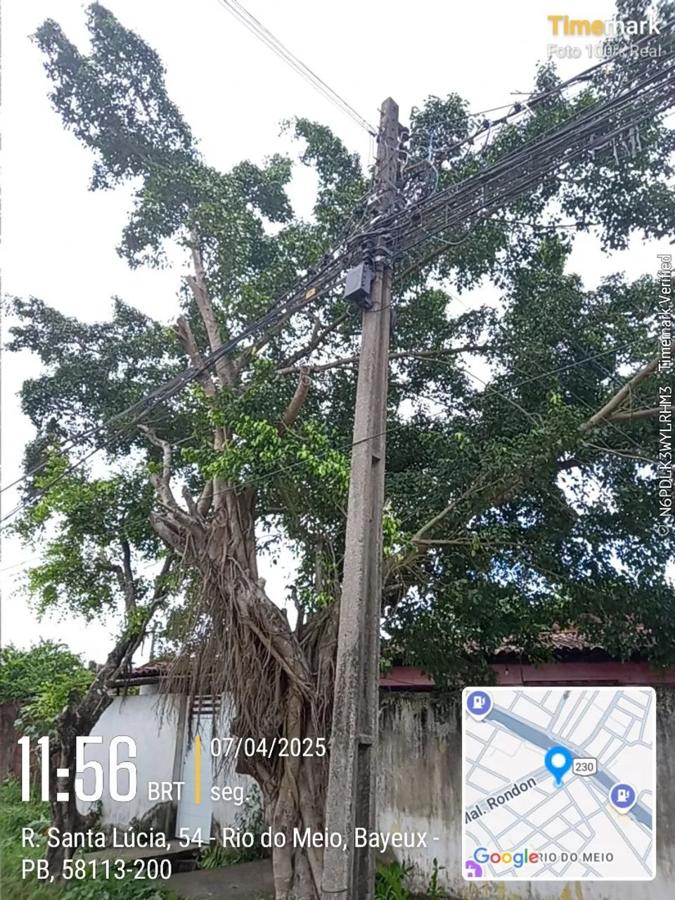 Poda de árvores de alto risco