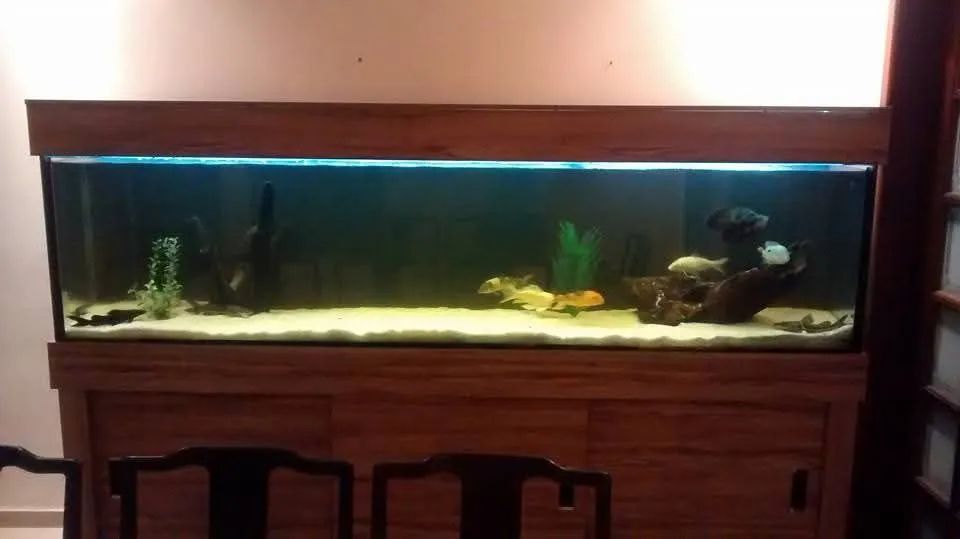 Aquário 2, 40x50x40 