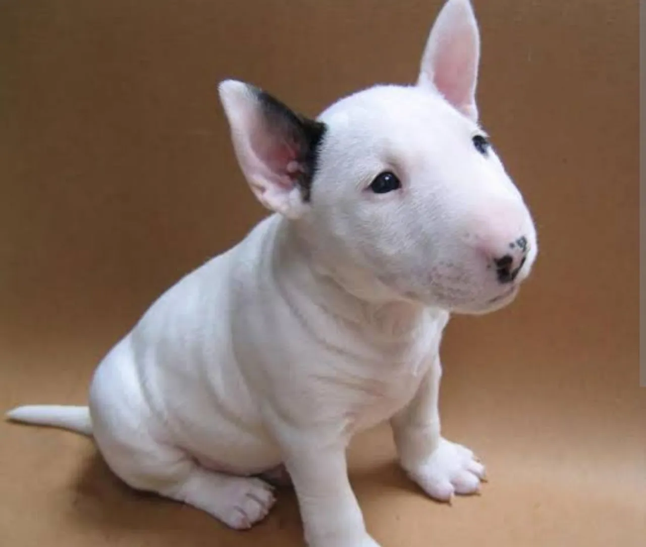 Bull Terrier Inglês excelente disponíveis, excelente pedigree!