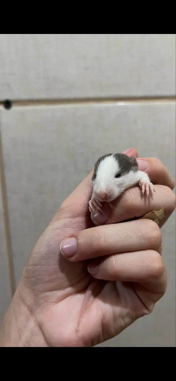 Ratos Twisters 64706227161603121