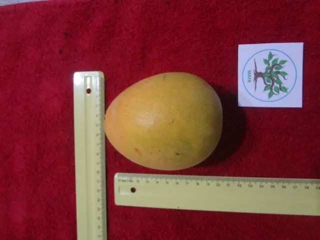 Mudas acerola, tangerina, coco e manga - Foto 4