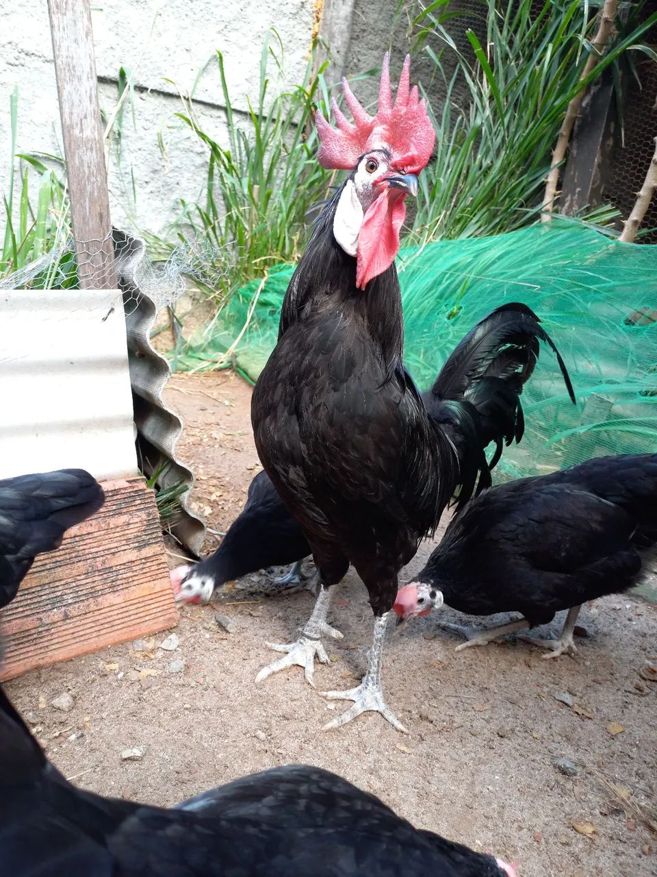 Galinha Cara de Palhaço (ovos galados) - Foto 4