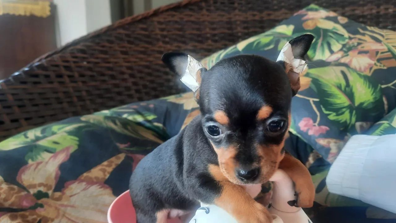 Pinscher 00 perfeitos filhotes black in tan com garantia e procedência - Foto 5