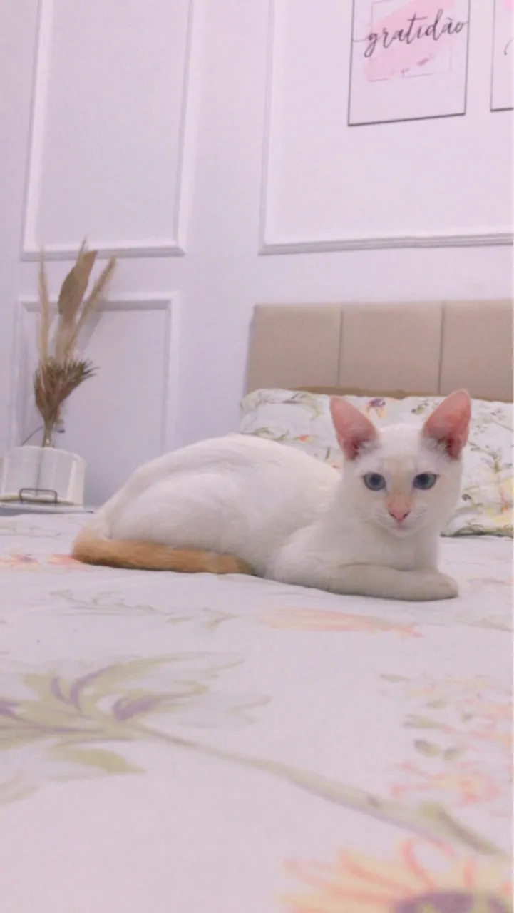 Cabeceira estofada de Casal