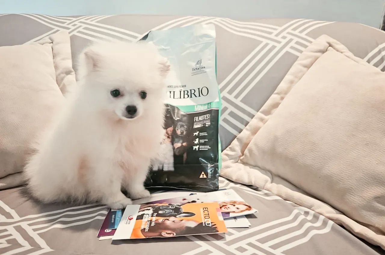 PROMOÇÃO - LULU DA POMERÂNIA BRANCO URSINHO  - Foto 3