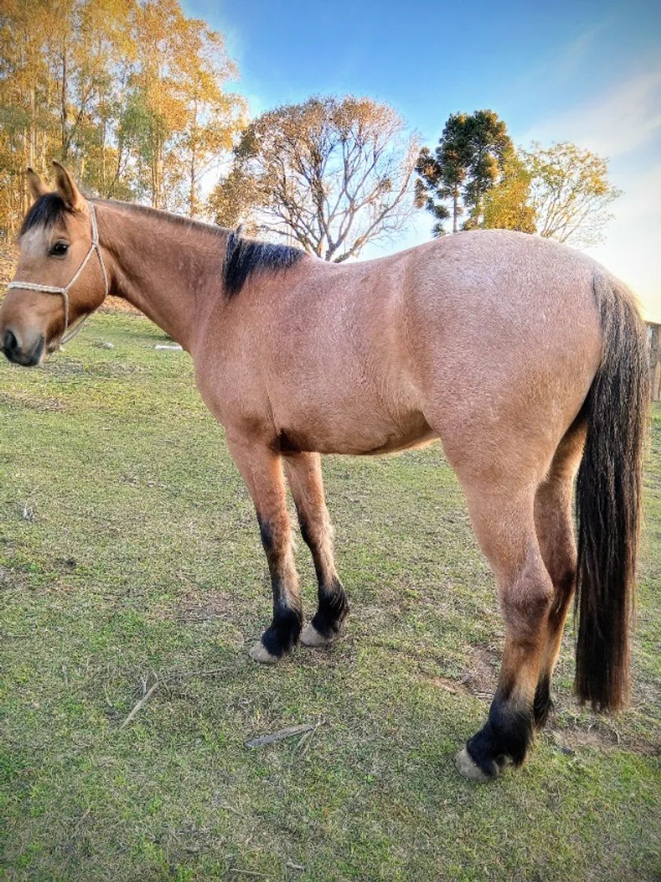 Cavalo crioulo  - Foto 3