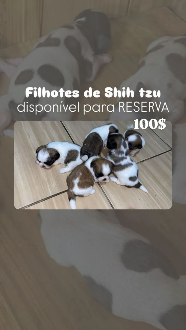 Filhotes de Shih Tzu - R$ 100