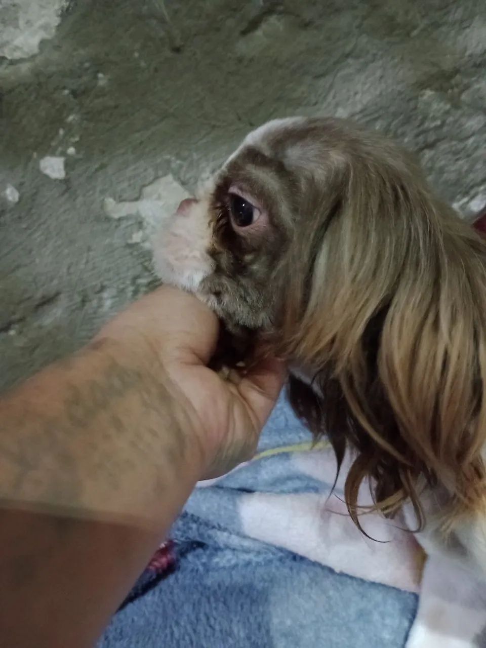 Shihtzu  - Foto 5