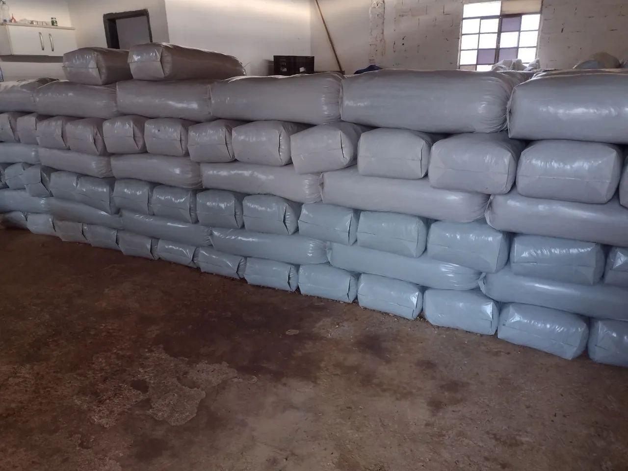 Silagem de milho - Foto 4