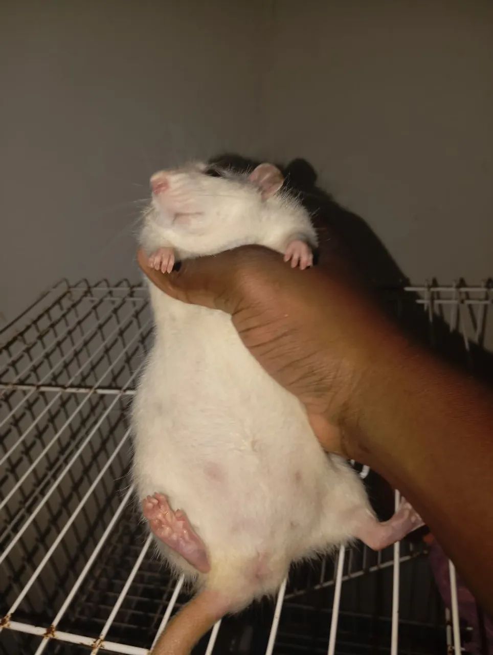 Ratinho de estimação (provavelmente está prenha)