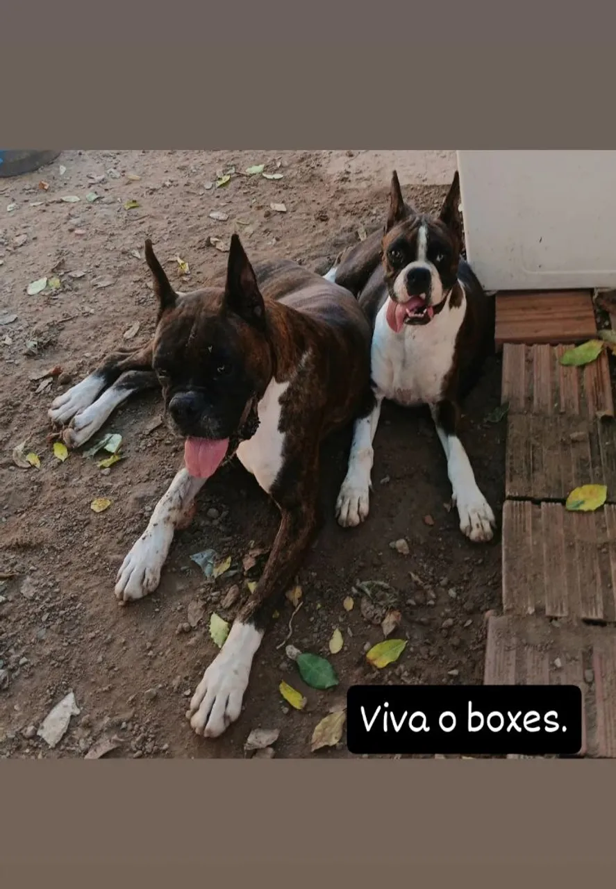 Filhotes de boxer com pedigree disponíveis.