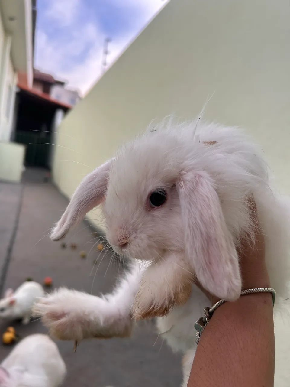 ? Coelhos Mini Lop (Orelha Caída Mini) ? - Foto 2
