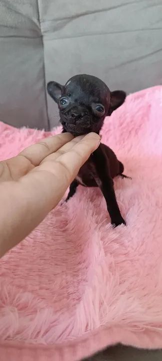 Vendo filhote fêmea de pinscher tamanho 0 - Foto 4