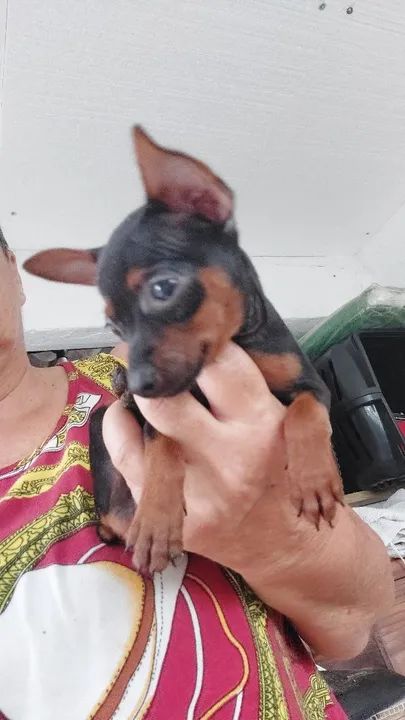 Filhote de Pinscher Miniatura - Foto 2