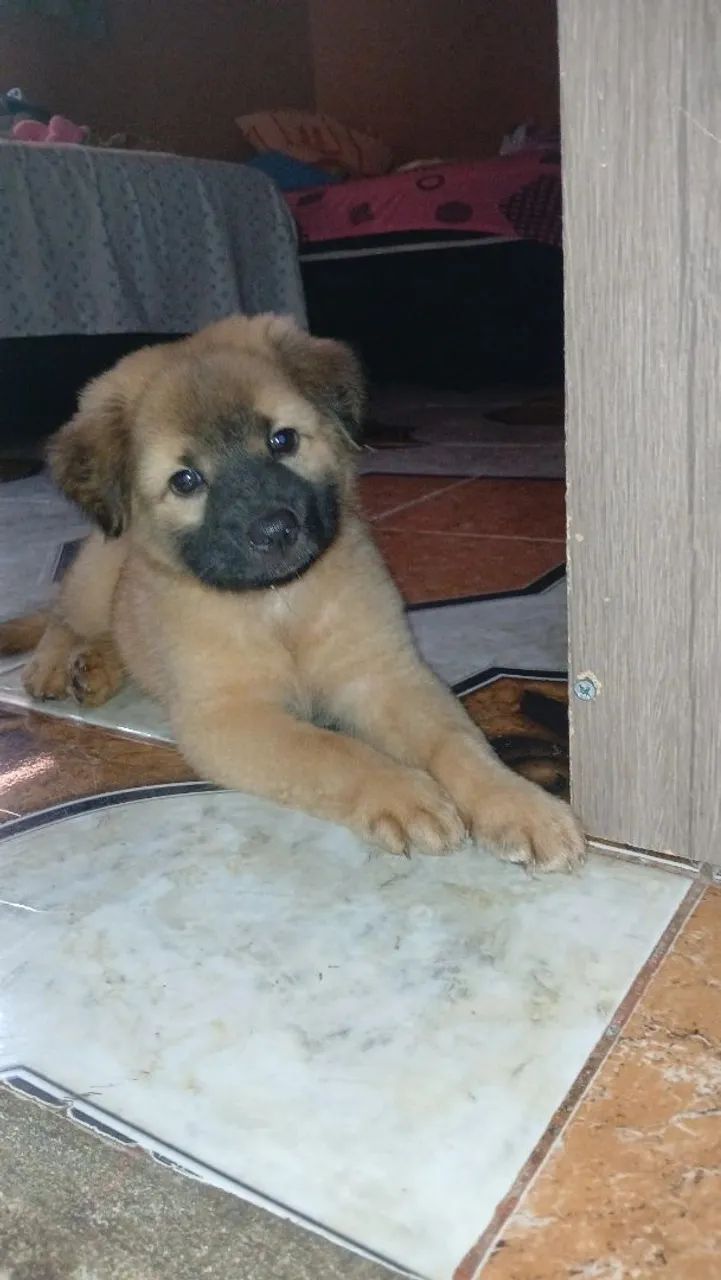 Filhote de cachorro chow chow femea  - Foto 2