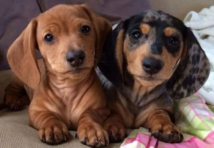 Teckel mini em Campinas 