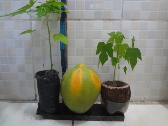 Mudas acerola, tangerina, coco e manga - Foto 2