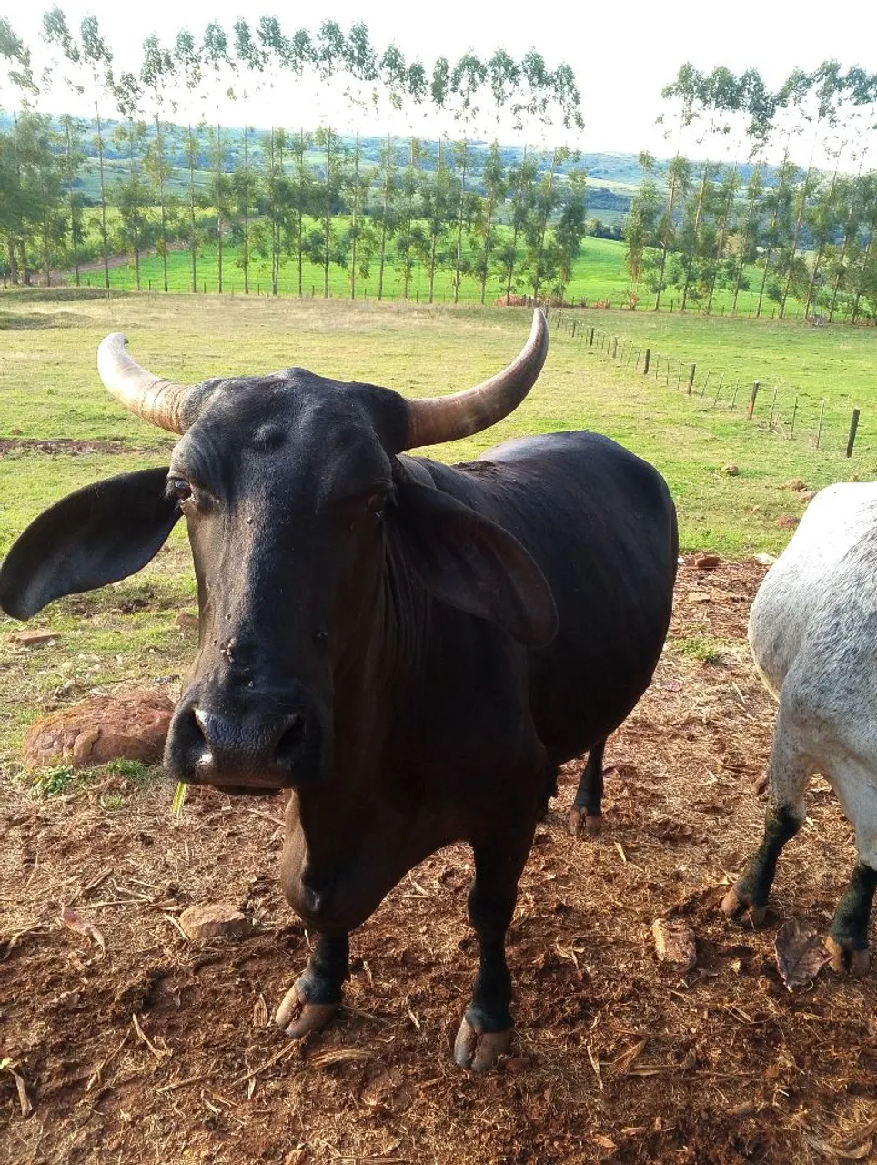 Vaca girolando