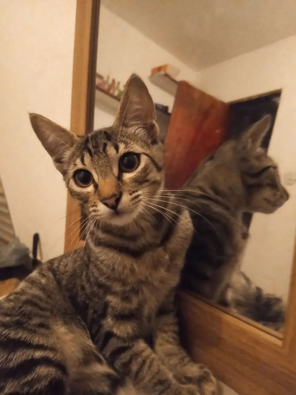 Gatinho para doação  - Foto 3