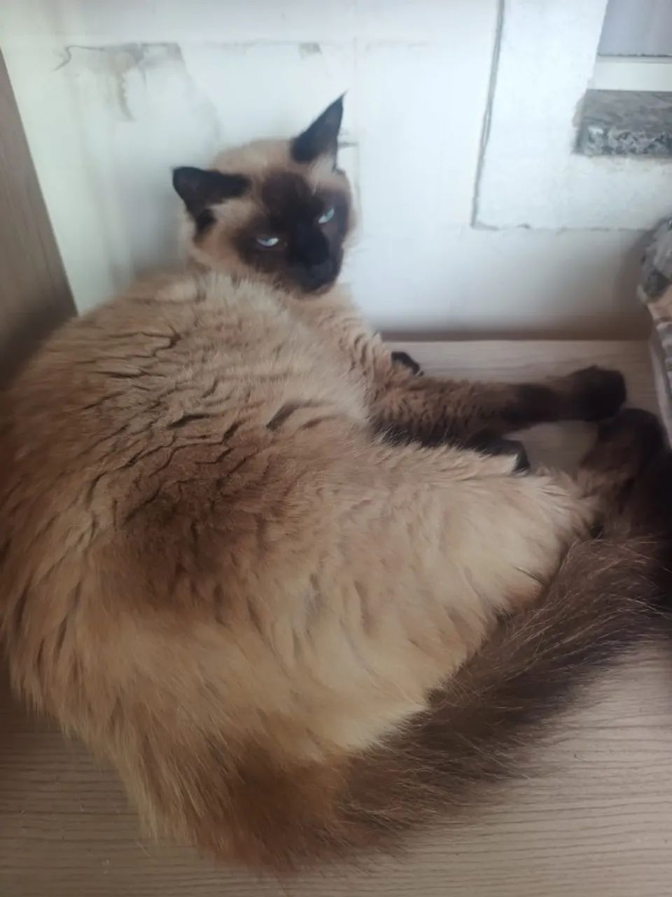 Lindo Gatinho Siamês Macho para Doação Urgente! - Foto 3