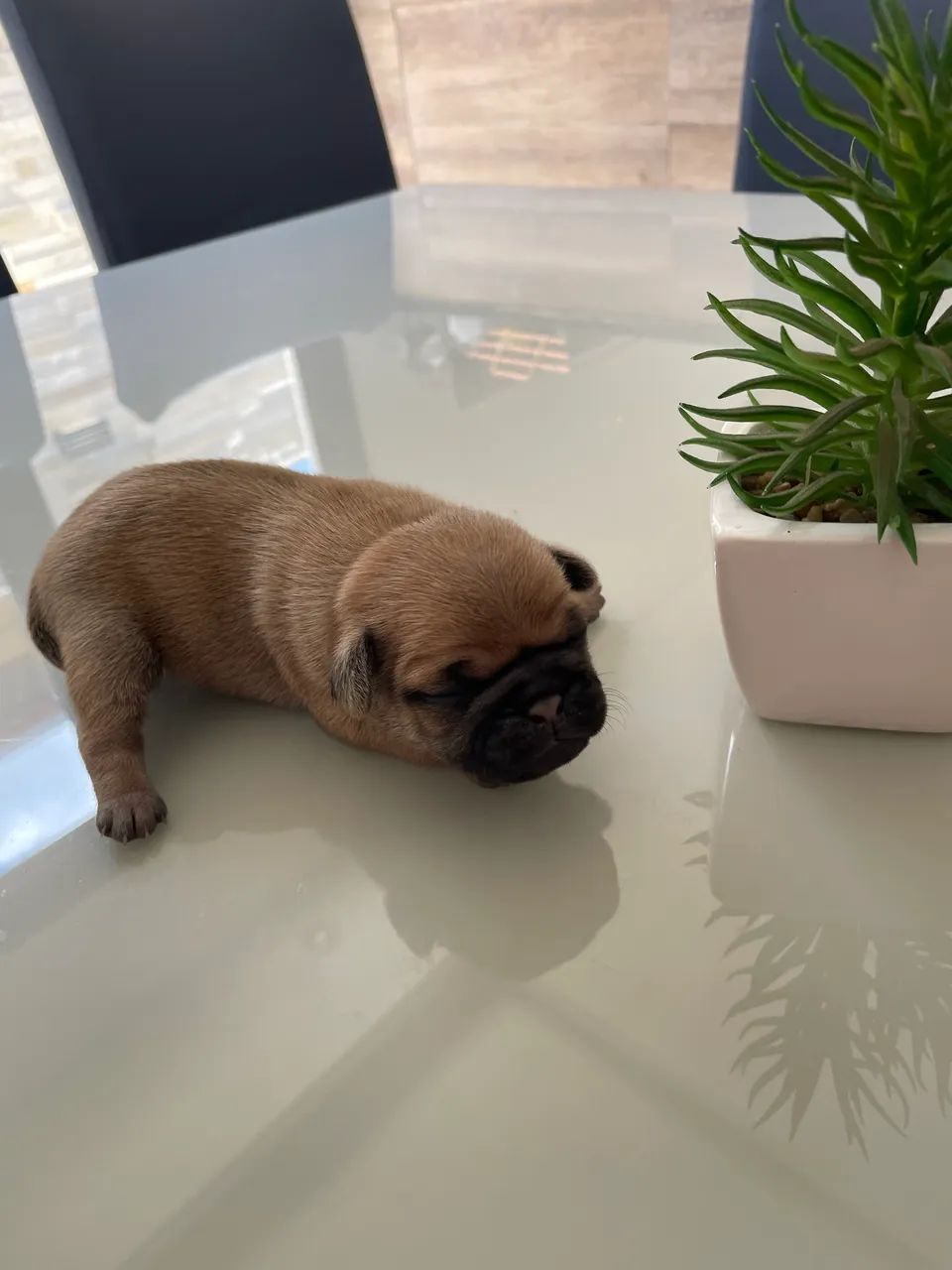 Vende-se filhote pug macho  - Foto 2