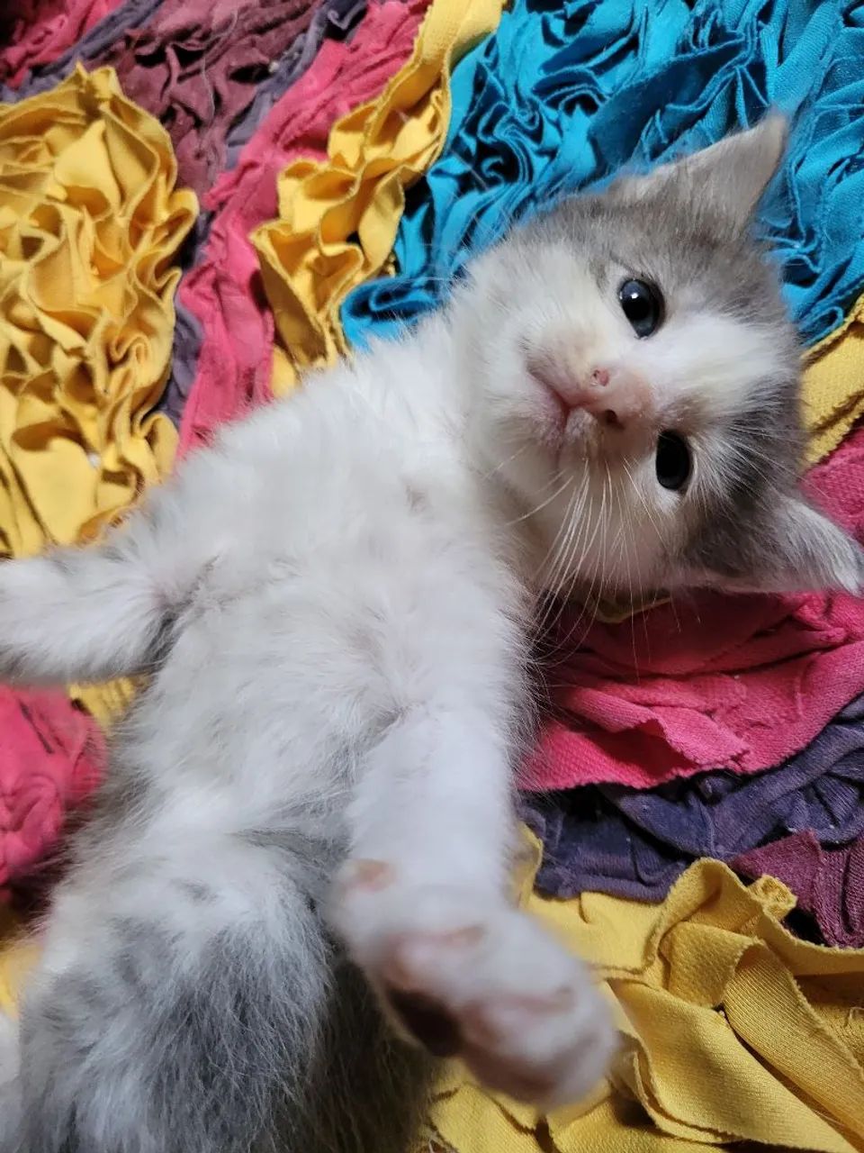 Gatinha cinza e branco disponível para adoção - Foto 4