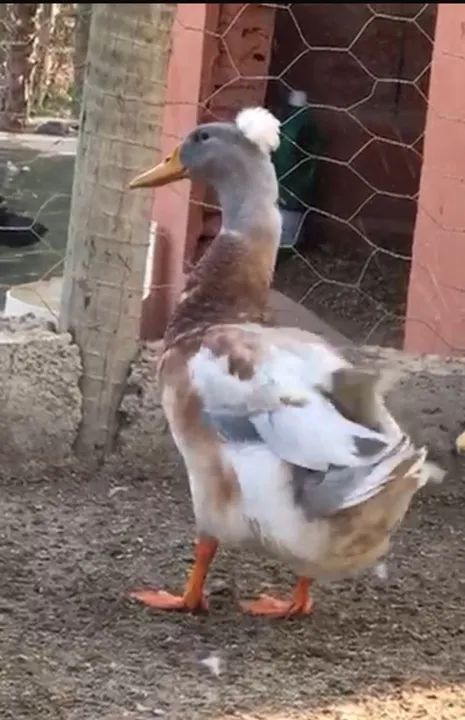 Casal de marrecos adultos