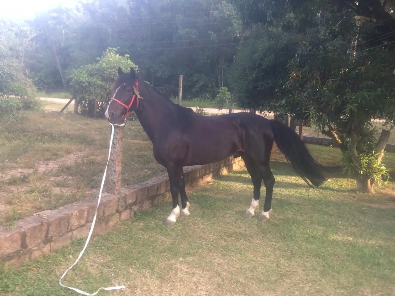 Cavalo lindo e com documentação
