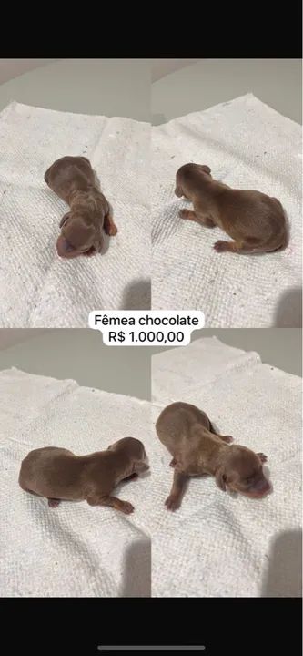 Filhotes Teckel Arlequim e Chocolate - Foto 3