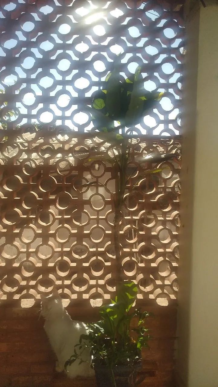Comigo ninguém pode - Foto 4