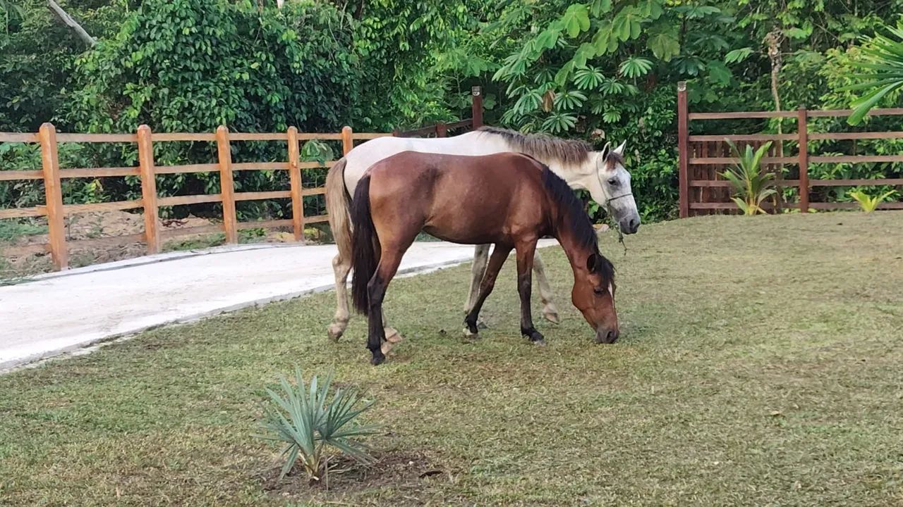 Egua mansa ideal pra criança   - Foto 4
