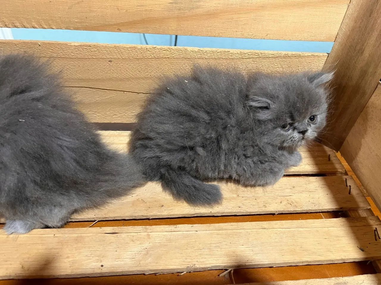 Persa lindos - Foto 6