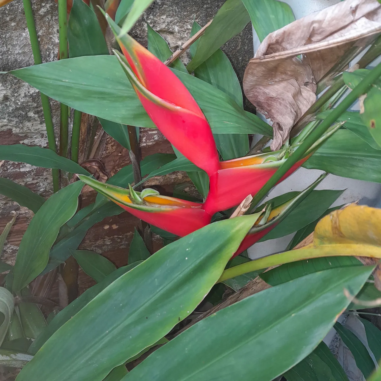 Helicônia