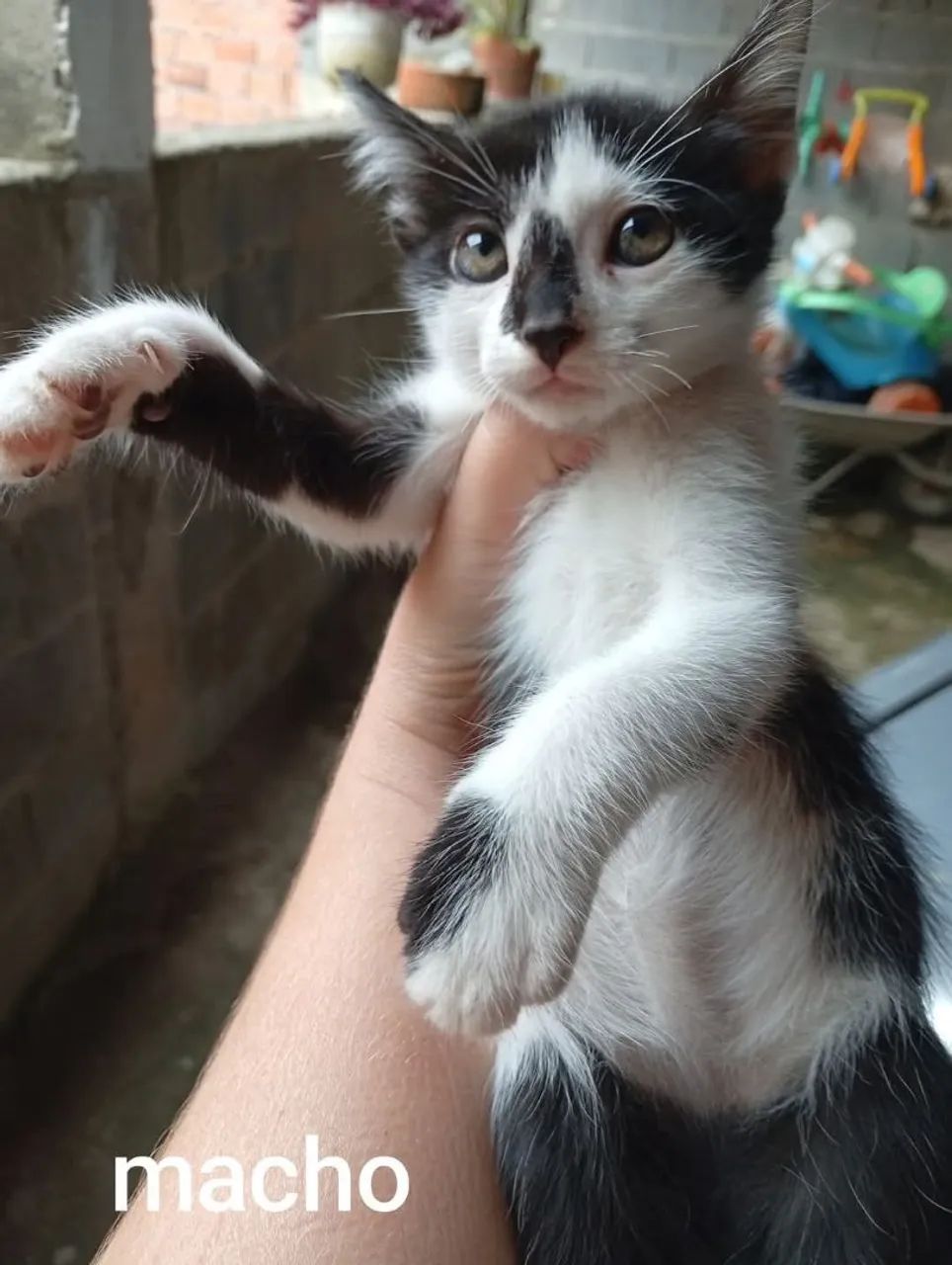 Gatinho preto e branco disponível para adoção