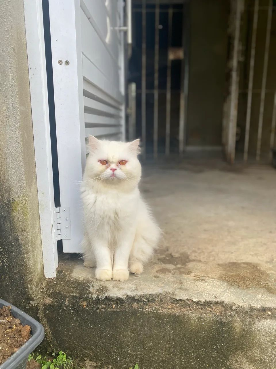 Venda de Macho Persa Adulto - Foto 2