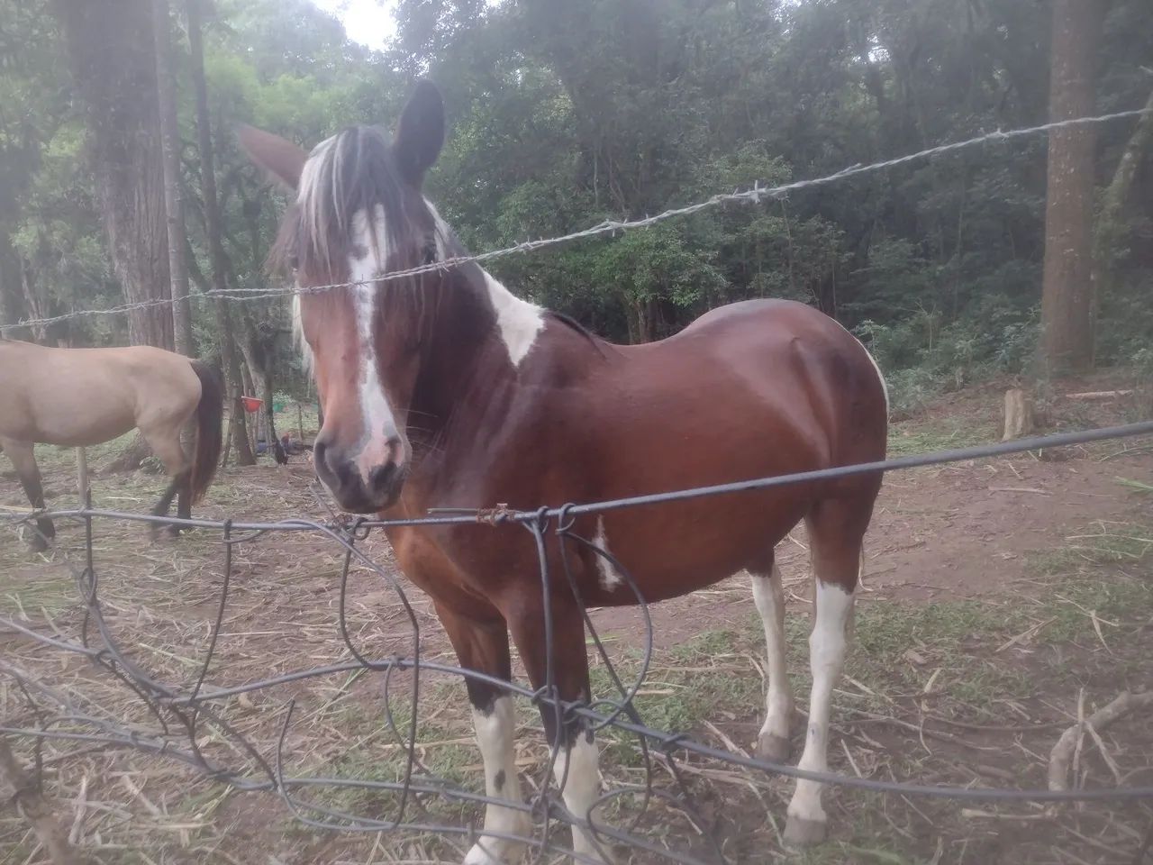 Égua Pampa, lindo e dócil