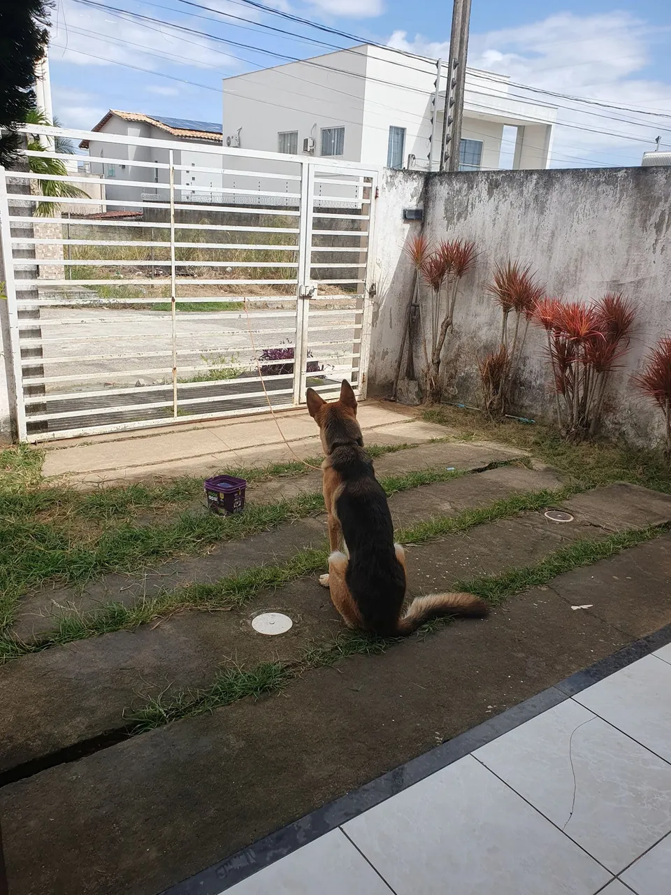 Adoção Pastor Alemão