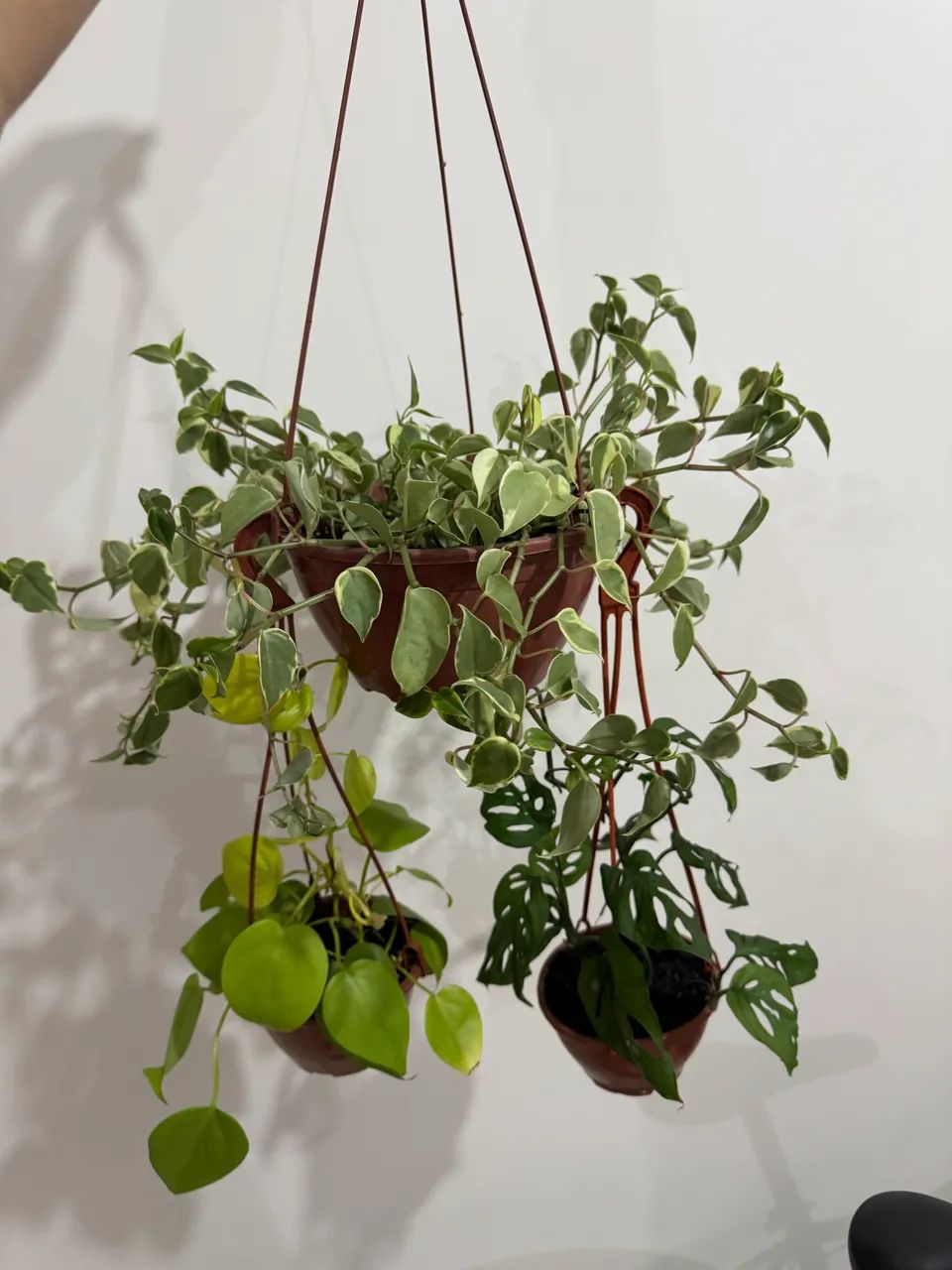 Filodendro Limão + Costela de Eva + Peperônia  - Foto 2