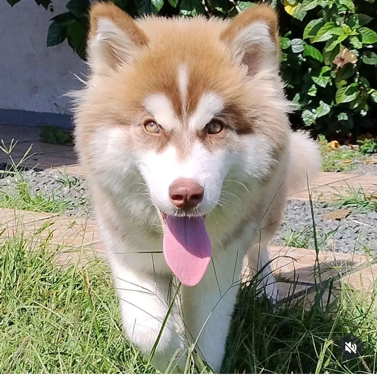 Husky Siberiano - 1 ano e 7 meses fêmea  - Foto 2