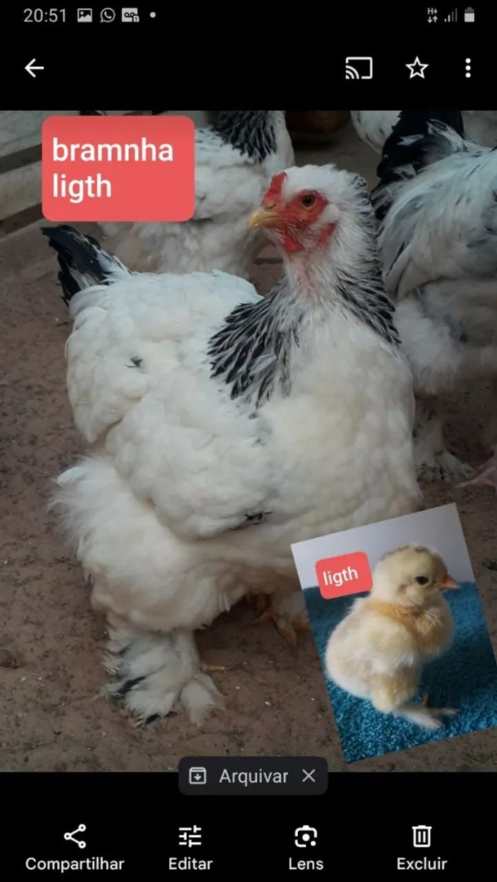 BRAMNHAS64293081427713120