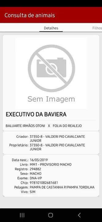 Mangalarga marchador Pampa Registrado  - Foto 4